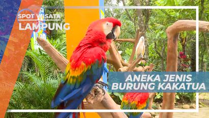 Cekrak-cekrek Berpose Lucu Foto Dengan Berbagai Jenis Burung, Lampung
