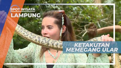 Uji Nlayi Berinteraksi Langsung Dengan Ular Sanca Batik, Lampung
