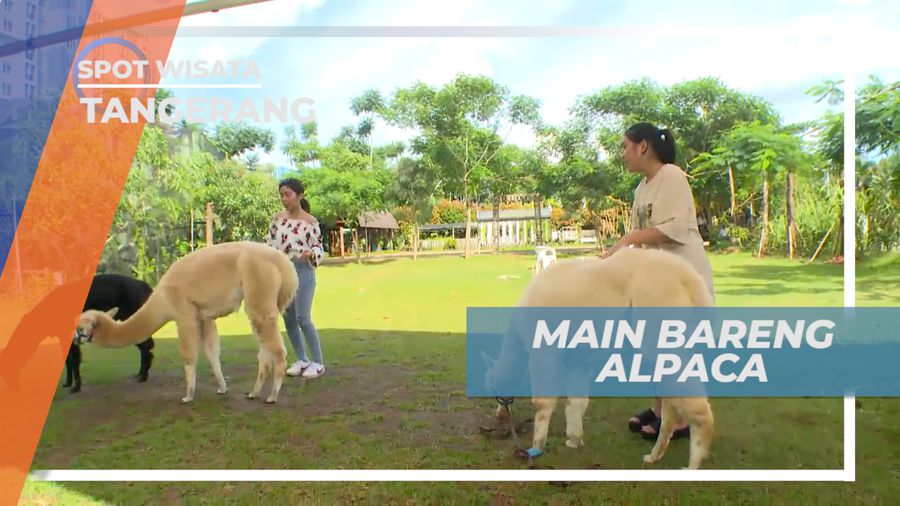 Alpaca, Hewan Lucu yang juga Jinak, Tangerang