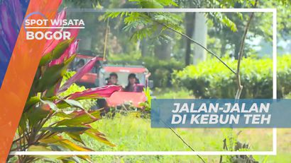 Menjelajahi Hamparan Hijau Kebun Teh, Bogor