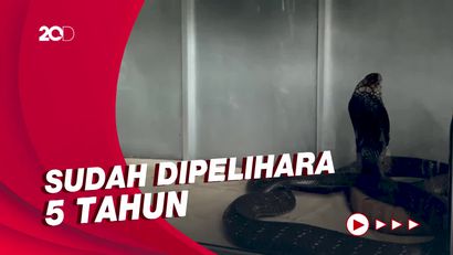 Akhir Tragis Pawang Ular Tewas Dipatuk King Kobra Peliharaannya