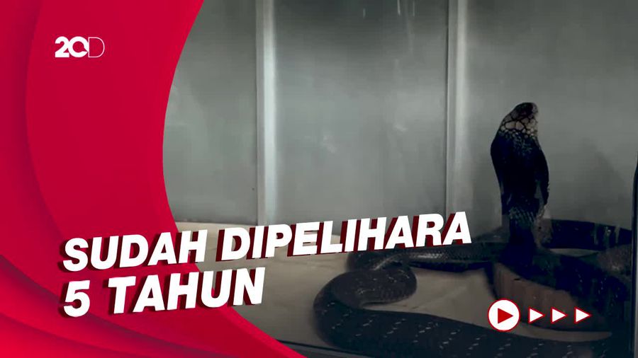 Akhir Tragis Pawang Ular Tewas Dipatuk King Kobra Peliharaannya