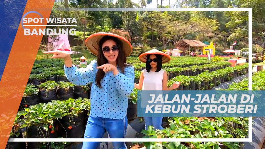 Liburan Seru Mengunjungi Agrowisata Kebun Strawberry, Bandung