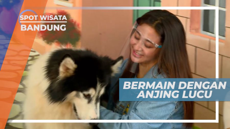 Senangnya Bermain Dengan Anjing-anjing Lucu Menggemaskan, Bandung