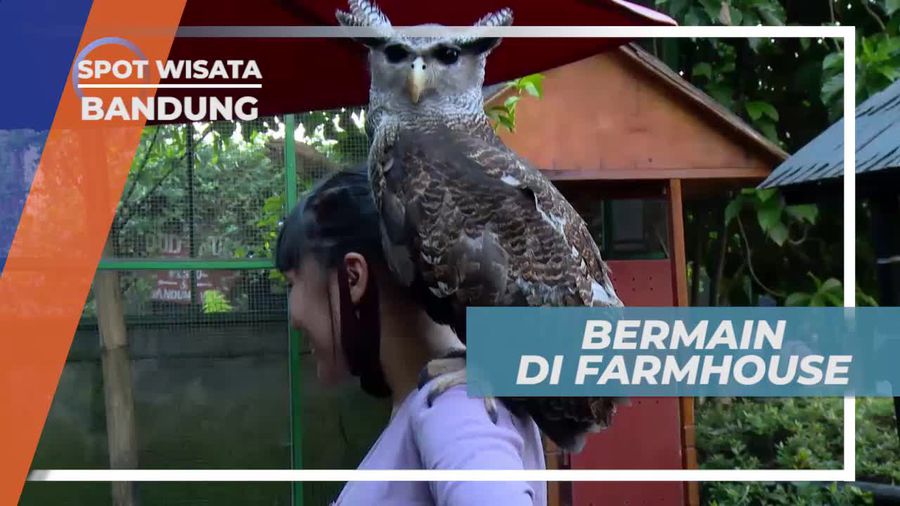 Berinteraksi Dengan Aneka Satwa Lucu di Farmhouse Bandung