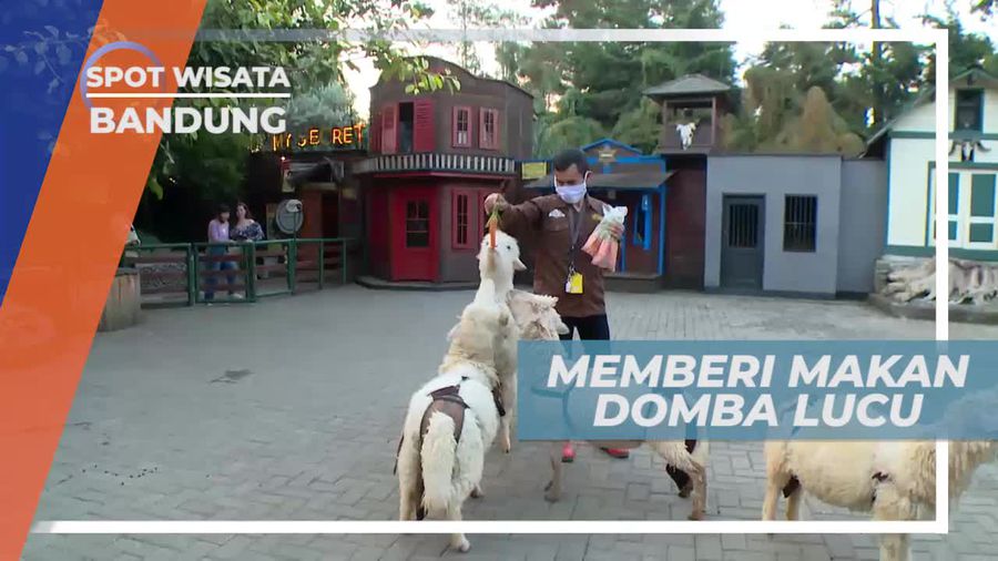 Memberi Makan Domba Lucu di Bandung Jawa Barat