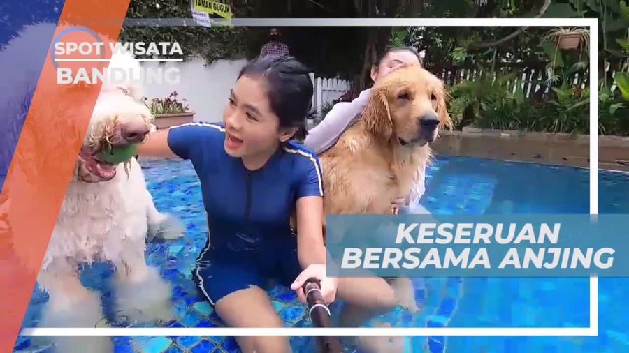 Pengalaman Unik Berenang Bersama Anjing di Rumah Guguk Bandung