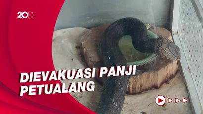 Tim Panji Petualang Evakuasi King Kobra yang Tewaskan Tuannya di Trenggalek