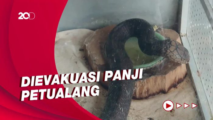 Tim Panji Petualang Evakuasi King Kobra yang Tewaskan Tuannya di Trenggalek