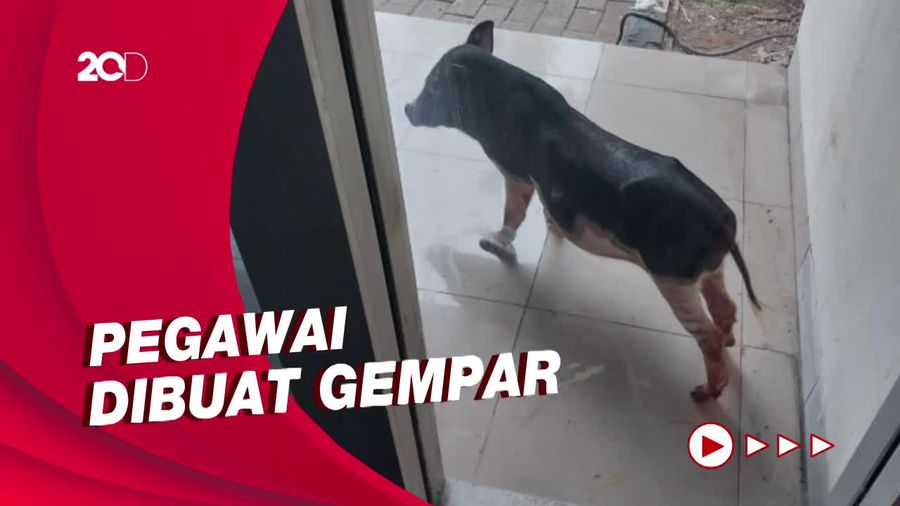 Bikin Heboh! Babi Masuk ke Kantor Dinas Lingkungan Hidup DKI