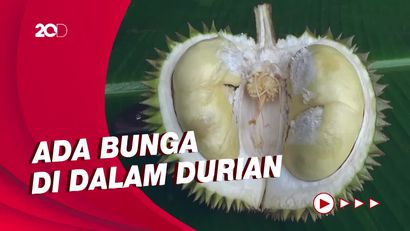 Keunikan Durian Kembang di Lereng Semeru Dibanding Jenis Lainnya