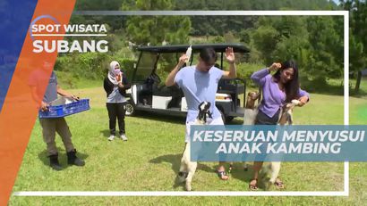 Keseruan Memberi Susu Kepada Anak Kambing, Subang