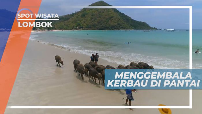 Pengalaman Menggembala Kerbau di Pantai, Lombok