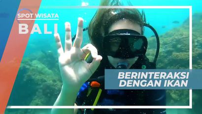 Ragam Ikan Cantik di Bawah Laut Tanjung Benoa Bali
