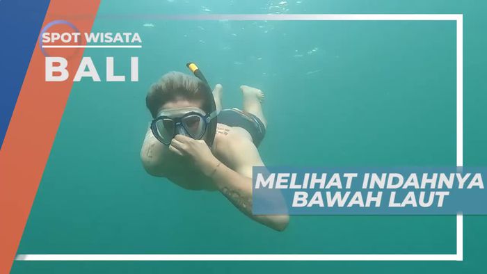Melihat Dari Dekat Aneka Biota Laut di Bali
