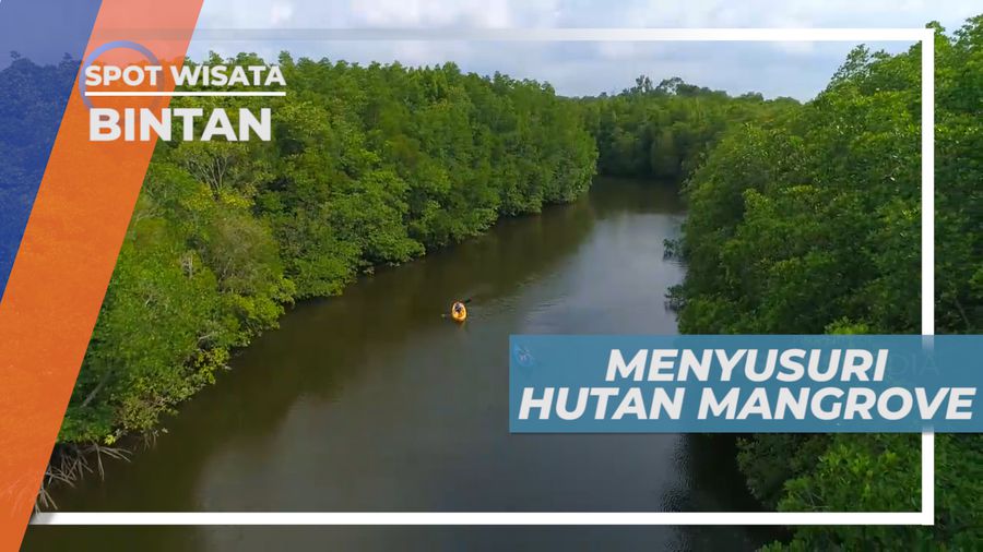 Dayung Kano Menyusuri Indahnya Hutan Mangrove, Bintan