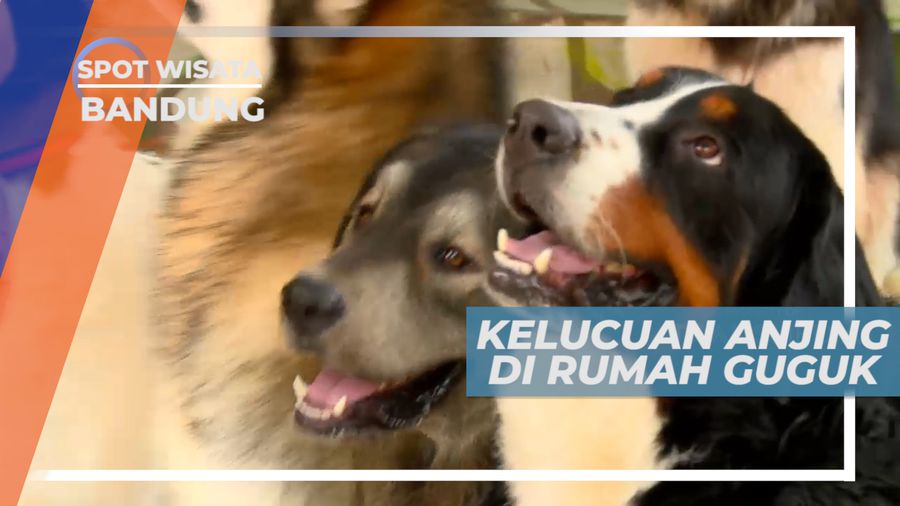Bermain Dengan Berbagai Jenis Anjing yang Lucu Menggemaskan, Bandung