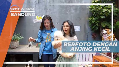 Cekrak-cekrek Berpose Gemas Dengan Anjing Kecil yang Imut, Bandung