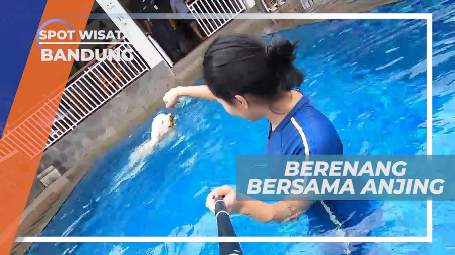 Sensasi Seru Berenang Bebas Bersama Anjing, Bandung