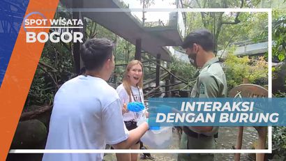 Senangnya Berinteraksi dan  Memberi Makan Berbagai Jenis Burung, Bogor