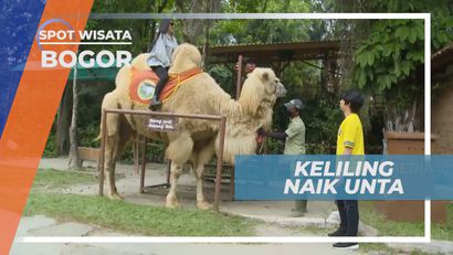 Sensasi Seru Berkeliling Taman Wisata Dengan Naik Unta, Bogor