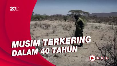 Pemandangan Pilu Kekeringan di Kenya, Sudah Ratusan Gajah Mati