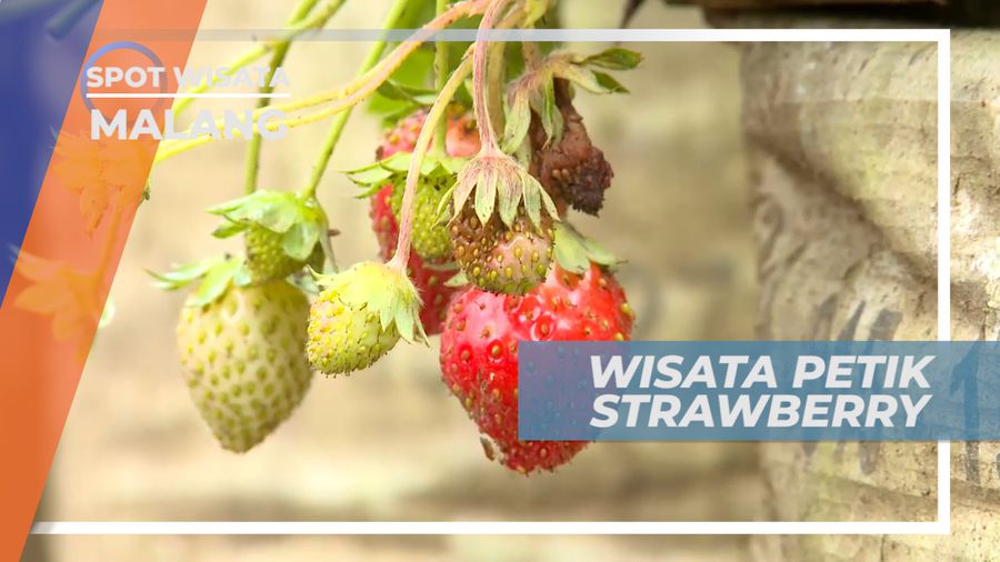 Menikmati Segarnya Buah Strawberry yang Baru Dipetik, Malang