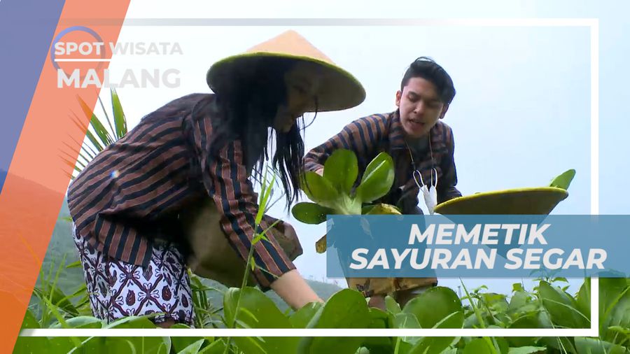 Menikmati Lezatnya Menu Sayuran yang Baru Dipetik, Malang