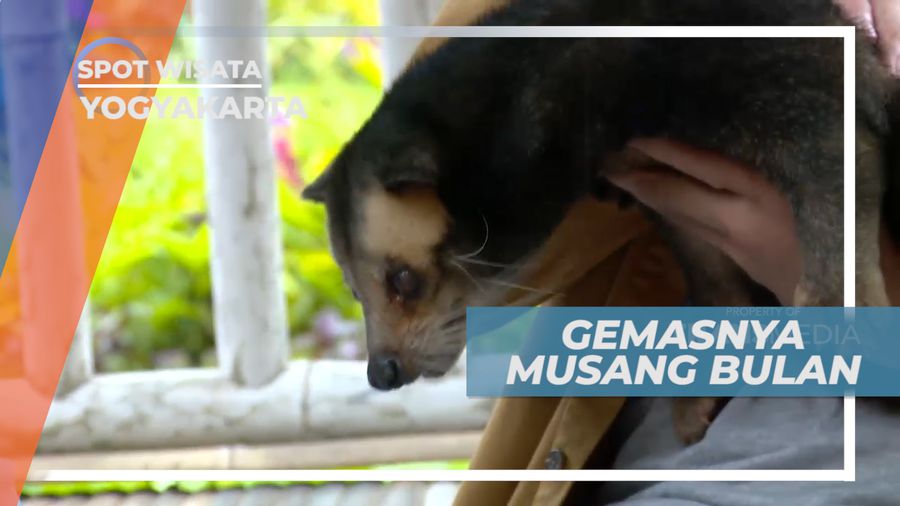 Musang Bulang, Binatang Lucu yang Takut Ketinggian, Yogyakarta