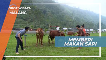 Tantangan Memberi Makan Sapi dengan Cara Unik, Malang