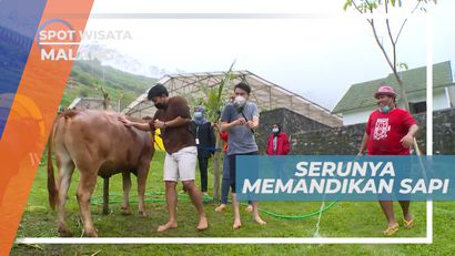Sensasi Memandikan Sapi di Lembah Indah Malang