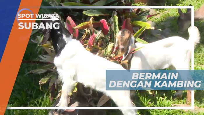 Serunya Memberi Minum Susu Anak Kambing Penghuni Resort, Subang