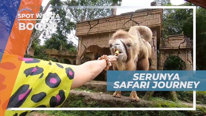 Safari Journey, Senangnya Berinteraksi Dengan Berbagai Hewan, Bogor