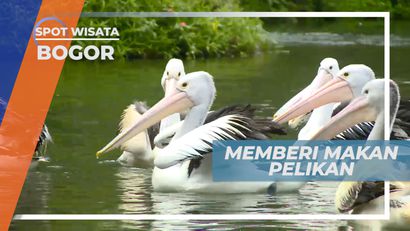 Pengalaman Seru Memberi Makan Burung Pelikan Secara Langsung, Bogor