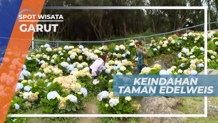 Mengunjungi Warna-warni Cantik Taman Edelweis, Garut