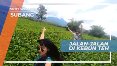 Jalan-jalan Seru Menikmati Sejuk Segar Suasana Kebun Teh, Subang