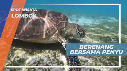 Pengalaman Seru Berenang Bebas Dengan Penyu, Lombok