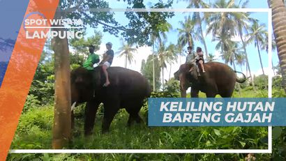 Pengalaman Seru Menyusuri Hutan Dengan Naik Gajah, Lampung