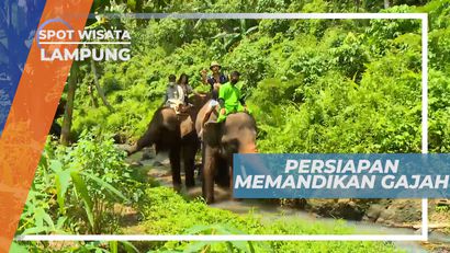 Bersiap Mandi Bareng Hewan Berbelalai Panjang, Lampung