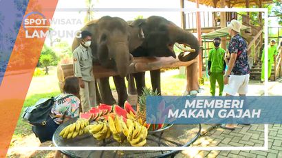 Senangnya Memberi Makan Gajah Secara Langsung, Lampung