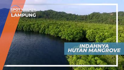 Mengunjungi Cantiknya Pemandangan Hutan Mangrove, Lampung
