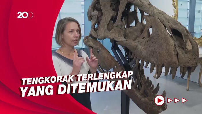 Tengkorak T-Rex Ini Dilelang US$ 15 Juta