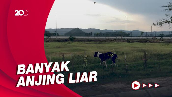 Anjing Liar Masih Berkeliaran saat WSBK di Mandalika