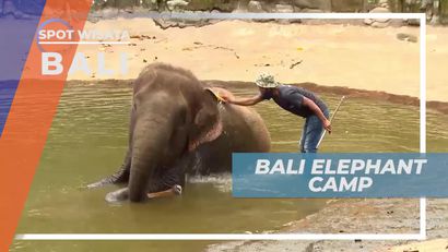 Berkunjung ke Bali Elephant Camp