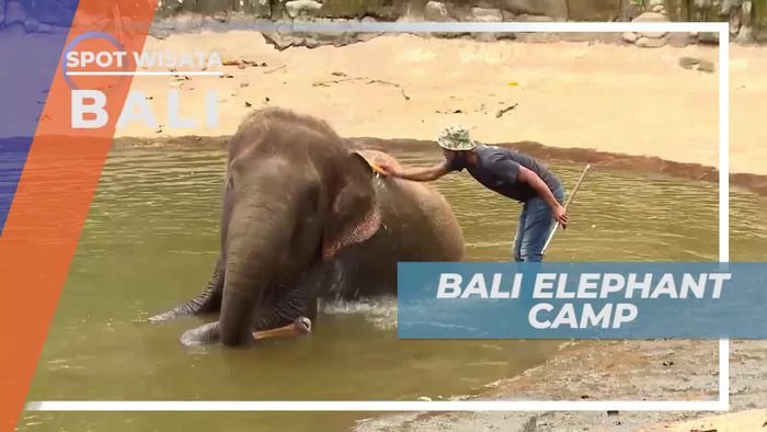 Berkunjung ke Bali Elephant Camp