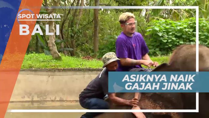 Gajah, Satwa Sahabat Manusia, Bali