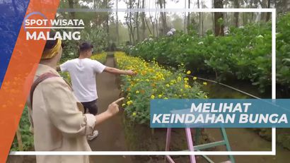 Melihat Keindahan Aneka Bunga di Pagupon Garden Kota Malang