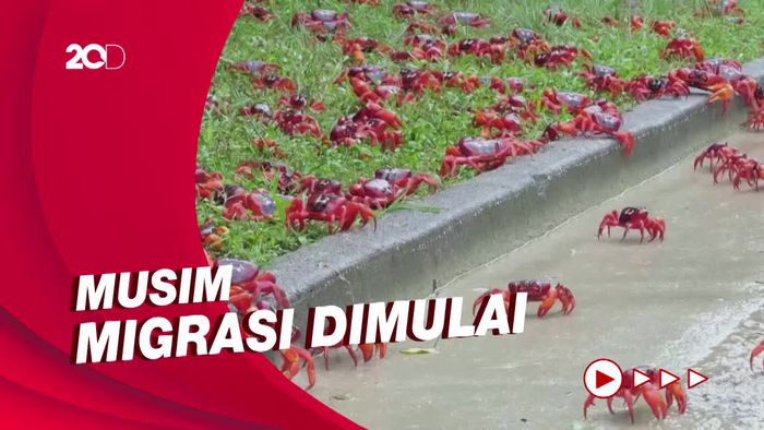 Jutaan Kepiting Merah Muncul di Pulau Christmas