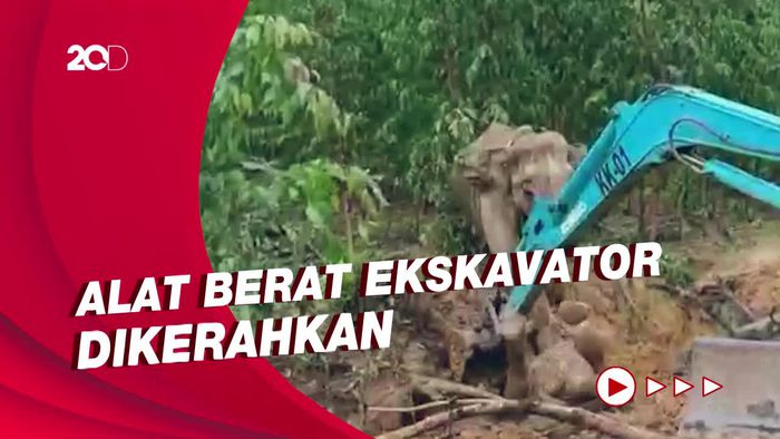 Dramatis! Proses Evakuasi Anak Gajah dari Galian di Riau