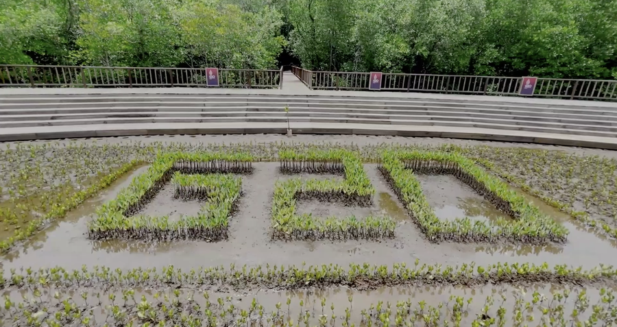 Indonesian Mangroves For The World